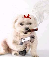 dog