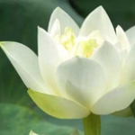 Đừng để bệnh nhân trở thành... vật thí nghiệm