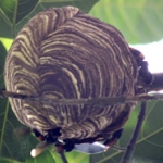 Hè về, cẩn thận ong đốt 