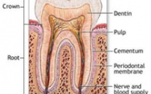 Tìm hiểu cấu tạo cơ thể học của răng (Dental anatomy)