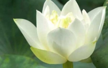 Đừng để bệnh nhân trở thành... vật thí nghiệm