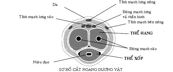 duong-vat-cat-ngang